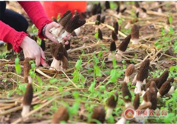 羊肚菌种植加盟